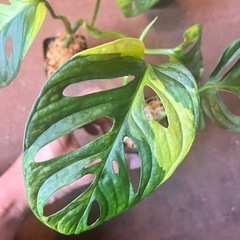 観葉植物　モンステラ　アダンソニー　オーレアの画像