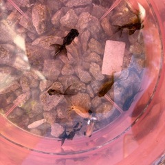 蝶尾　当歳魚　金魚
の画像