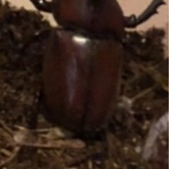 天然のカブトムシの画像