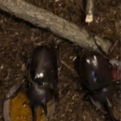 天然のカブトムシの画像