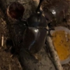 天然のカブトムシの画像