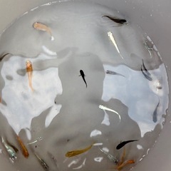 メダカ　MIX 成魚　10匹の画像