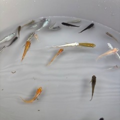 メダカ　MIX 成魚　10匹の画像