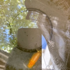 らんちゅう　1匹　金魚の画像