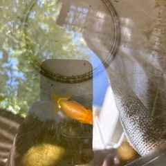 らんちゅう　1匹　金魚の画像