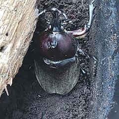 カブトムシ♂♀各２００円の画像