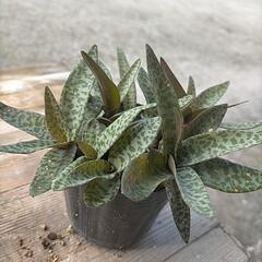 レデボウリアソシアリス観葉植物の画像