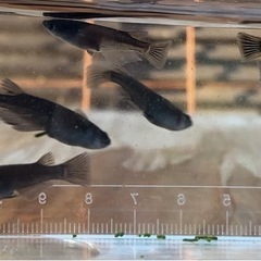 【オロチメダカ10匹】の画像