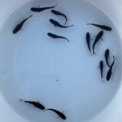 【オロチメダカ10匹】の画像