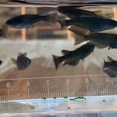 【オロチメダカ10匹】の画像