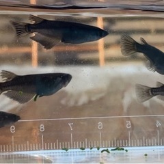 【オロチメダカ10匹】の画像