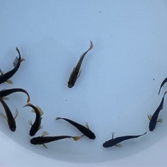 【オロチメダカ（赤ヒレ）10匹】の画像