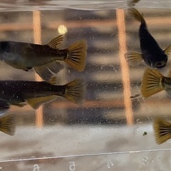 【オロチメダカ（赤ヒレ）10匹】の画像