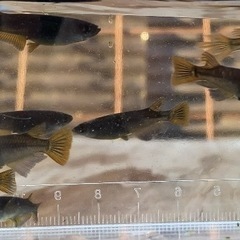 【オロチメダカ（赤ヒレ）10匹】の画像