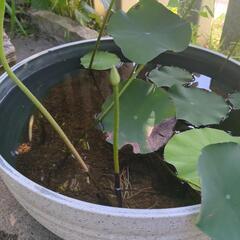 花はす　宮西　花芽付き　睡蓮鉢付き　【検　ビオトープ　メダカ　めだか　水草の画像