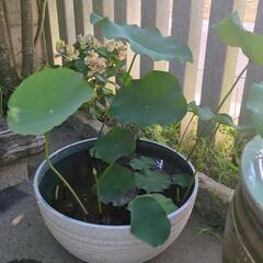 花はす　宮西　花芽付き　睡蓮鉢付き　【検　ビオトープ　メダカ　めだか　水草の画像