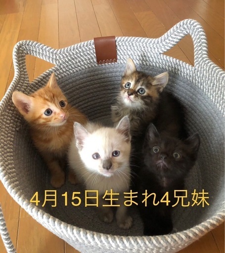 可愛い4兄妹子猫(T) (すかっち) 高蔵寺の猫の里親募集｜ジモティー
