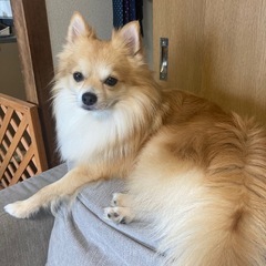 ポメチワ　2歳