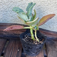 子宝草の画像