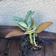 子宝草の画像