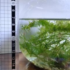 ミナミヌマエビの画像