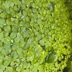 アマゾンフロッグピット　水草　水生植物　ビオトープ　メダカの画像