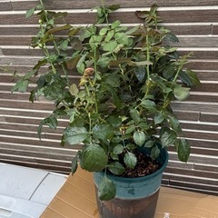 バラ　大苗の画像