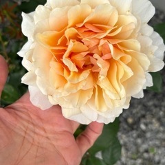 バラ　大苗の画像