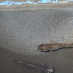 しまじろうメダカの画像