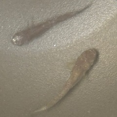 しまじろうメダカの画像