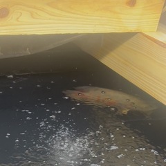 熱帯魚の画像