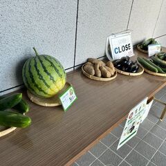 【7/30 在庫あり！】朝採れ★新鮮 無農薬野菜！安い★野菜盛り合わせ ししとう すいか きゅうり　かぼちゃ　ナス　じゃがいもの画像