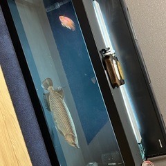 熱帯魚の画像