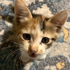 8月3日日曜日、保護猫譲渡会です！