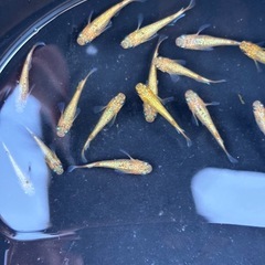 サンシャインヒレ長1ペア(A)の画像