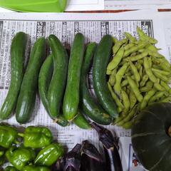 【お取引先決定済】キュウリと野菜のセットの画像