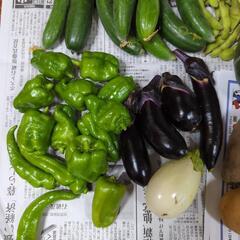 【お取引先決定済】キュウリと野菜のセットの画像