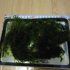 ウィローモス　熱帯魚　水草の画像