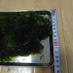 ウィローモス　熱帯魚　水草の画像