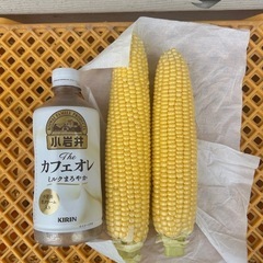 スイートコーン　キャンベラの画像