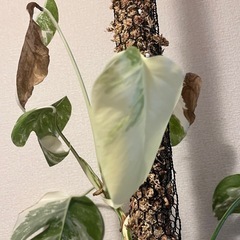 斑入りモンステラの画像
