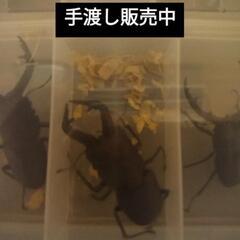クワガタの画像