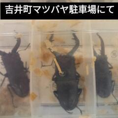 クワガタの画像