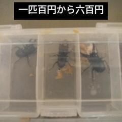 クワガタの画像
