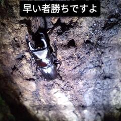 クワガタの画像