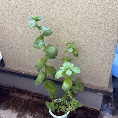 🉐グレープフルーツミント苗の画像