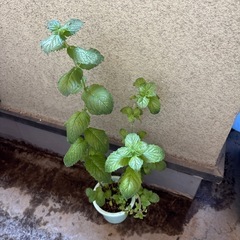 🉐グレープフルーツミント苗の画像