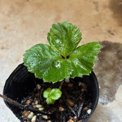 いちご苗🍓　の画像