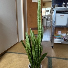 サンセベリアの画像