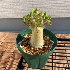 アラビカムの画像